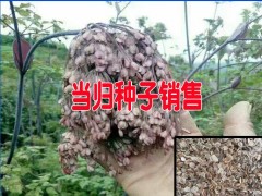 適合云南種植的中藥材種子銷售(當(dāng)歸/獨(dú)定子/重樓/白芨)圖2