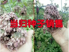 適合云南種植的中藥材種子銷售(當(dāng)歸/獨(dú)定子/重樓/白芨)圖3