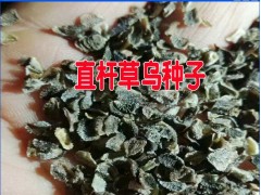 產(chǎn)區(qū)草烏種子多少錢一斤@新紫草烏(黃草烏)種子種植戶圖1