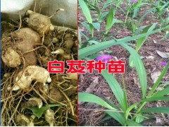 10公分以上的白芨小苗價(jià)格_圖1