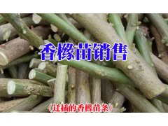 香櫞樹(shù)苗_成活發(fā)芽率可達(dá)95%香櫞小苗圖3