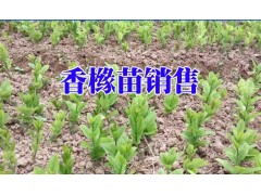 云南香櫞樹苗佳種植時間段_香櫞小苗什么時候種植?圖2