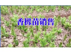 香櫞種植戶_3～5月份為苗條遷插的佳節(jié)令_圖3