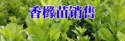 香櫞樹苗低價(jià)_哪里有香櫞樹苗出售