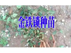 金鐵鎖種子幾年能采收@云南獨(dú)定子種子新價格420圖2