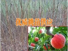 云南桃苗新品種#紅河桃樹苗哪里在銷售圖2