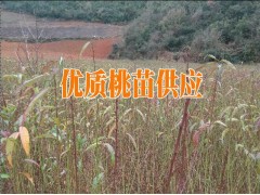 云南桃苗新品種#紅河桃樹苗哪里在銷售圖3