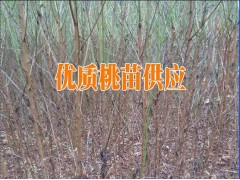 紅河河口桃樹小苗價格%紅河目前好的桃樹品種圖3