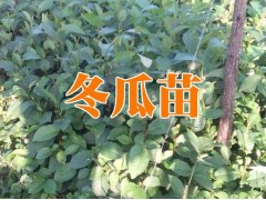 文山硯山縣哪里有冬瓜苗&冬瓜苗銷售價(jià)格&新冬瓜苗圖2