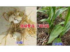 寧洱白芨中藥材種植有限公司產(chǎn)品供求信息&圖2