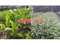 寧洱白芨中藥材種植有限公司產(chǎn)品供求信息&圖3