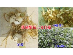 紫花三叉白芨小苗哪里銷售*普洱紫花三叉大白芨產(chǎn)地圖1