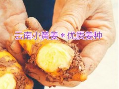 種姜10畝要多少成本&黃姜種子%供應(yīng)商圖2