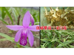 保山/德宏/麗江/怒江花三叉大白芨小苗*云南白芨怎么種植圖2