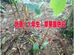 廣西3年生草查苗銷售%貴州3年生草果苗批發(fā)供應(yīng)商圖2