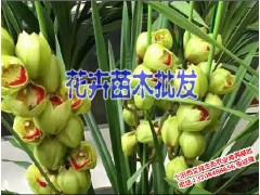 紅河花卉苗木￡ 玫瑰花￡玫瑰花苗批發(fā)圖2