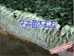 櫻桃苗供應(yīng)| 適合云南種植的櫻桃苗|花卉苗木批發(fā)圖1