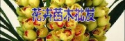 紅河 玫瑰花￡玫瑰花苗批發(fā)| 玫瑰花多少錢(qián)一支|