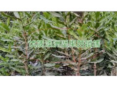 適合云南種植的澳洲堅(jiān)果樹苗*云南澳洲堅(jiān)果小苗批發(fā)圖3