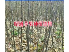 昭通市昭陽區(qū)種植專業(yè)合作社產(chǎn)品供求信息|圖3