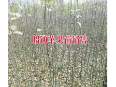 昭通蘋果種植戶%優(yōu)質(zhì)昭通種植銷售·今日昭通價(jià)格圖2