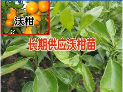 云南玉溪沃柑苗哪里有賣%  沃柑苗適合什么時(shí)候栽?圖3