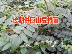 云南山豆根價(jià)格和生長(zhǎng)周期[技術(shù)]@	文山山豆根在哪里收購(gòu)@圖3