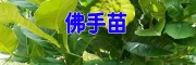 云南佛手苗報(bào)價(jià)中心&20-50公分佛手苗