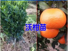 沃柑苗哪里有賣（云南）適合云南種植的沃柑苗圖2