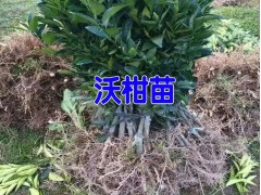 沃柑苗哪里有賣（云南）適合云南種植的沃柑苗圖3