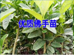 普洱景東凱特芒果苗/金煌芒果苗/羊奶果苗/果樹苗木培育基地圖2