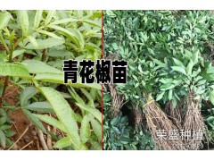 云南青花椒苗出售信息@哪里的青花椒苗便宜?青花椒批發(fā)圖2