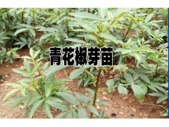 云南青花椒苗出售信息@哪里的青花椒苗便宜?青花椒批發(fā)圖3