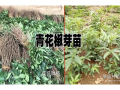 青花椒苗價(jià)格@云南青花椒苗哪里的好?青花椒銷售基地批發(fā)圖2