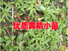 黃精種苗價(jià)格@2017黃精小苗批發(fā)供應(yīng)商圖2