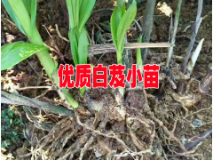 產(chǎn)地中藥材種苗銷售價(jià)格#找云南中藥材小苗盡在云南三農(nóng)網(wǎng)圖2