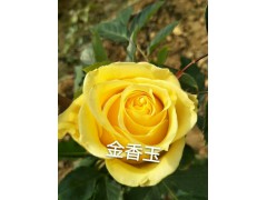 大量批發(fā)鮮花，玫瑰花等等圖2