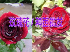 2017云南玫瑰花苗批發(fā)@真正的玫瑰花苗@2016年玫瑰花苗的價格圖2