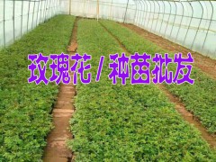 2017玫瑰花網(wǎng)上訂購(gòu)@快遞玫瑰花@玫瑰花苗批發(fā)市場(chǎng)圖2