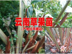 紅河草果種苗價每株賣多少@草果苗在哪兒購圖1