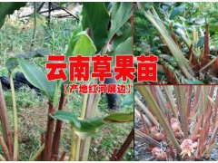 紅河草果種苗價每株賣多少@草果苗在哪兒購圖3