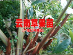 草果苗快遞@云南草果苗快遞價格%哪里草果苗可以快遞圖3