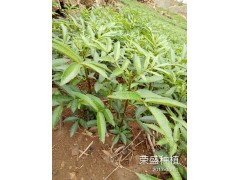 昆明哪里有青花椒芽苗？圖2