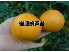 2萬株青花梨樹苗價格]臺灣青花梨苗廠家圖2