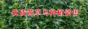 黃草烏(大草烏、昆明堵喇)圖片