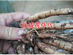 云南哪里種植黃草烏多&黃草烏種植技術(shù)培訓示范合作社圖3