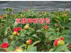 重樓種植技術(shù)@ 重樓銷售市場(chǎng)需求怎么樣?圖2