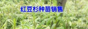 12米紅豆杉樹苗價(jià)格表