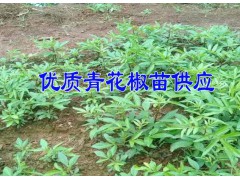 [青花椒苗]昭通市魯?shù)榭h大寨鎮(zhèn)青花椒苗@批發(fā)青花椒苗廠家圖2