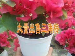 大量出售茉莉花/三角梅小苗%三角梅小苗批發(fā)圖2